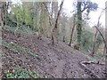 Diverging paths in Withdean Stadium Woods