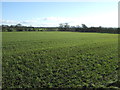 Farmland east of Trimdon