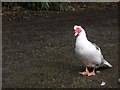 Duck on guard at Newland