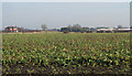 SE6335 : Brassica field east of A19 by Trevor Littlewood