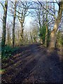 Path through the woods