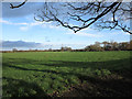 Field with lone tree at Long Marston