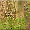 Gatepost with bench mark, Clipston Lane