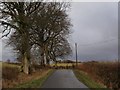 Tree-lined minor road