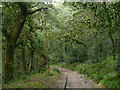 Luxulyan Valley Trail