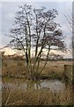 Alder tree by the Tanyard Bridge, in January