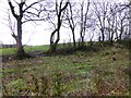 Line of trees, Drumconnelly