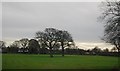 Two trees in a field