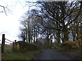 Trees screening the entrance to Trebullom Farm