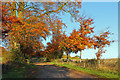 Country Lane near Bedwyn