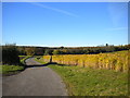 Fields near Home Farm, Papplewick (2)