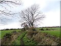 Trees on George Pit lane, Great Lumley