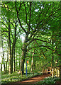 Beeches near Lansdown