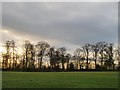 Trees on the skyline, Cliveden Estate