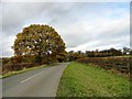 Autumn trees along Cocken Lane