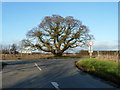 Tree at junction