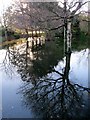 Trees reflected in flood water at Islands Park, Newcastle