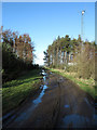 Muddied forestry road heading towards Brandon Lane