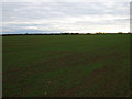 Crop field, Cringlebeck Farm