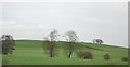 Trees in the Lea Valley