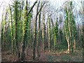 Ivy infested trees in Tipperary Wood, Newcastle