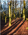 Bank of the Hill Fort of Grimsbury Castle, Hermitage, Berkshire