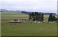 Sheep gather round the feeder