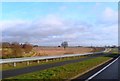 A lone tree in farmland by the A47