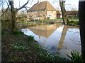 Snowdrops at Luckhurst