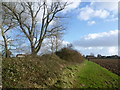 Field edge near Stone-in-Oxney