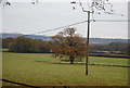 Tree near Home Farm