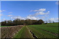 Bridleway approaching Ash Holt