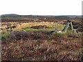 NU0403 : Remains of sheepfold on moorland above Cartington by Andrew Curtis
