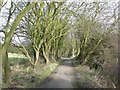 Trees lining the old railway track