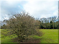 Hedgerow hazel