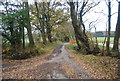 Narrow Sussex lane