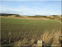 NH9655 : Fields near Boghole by Jennifer Jones