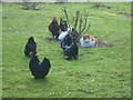 Cat among the chickens