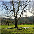 Birch and snowdrops