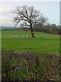 Oak, pasture and hawthorn hedge