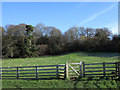 Field path rising towards Cleaves Wood