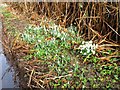 Snowdrops on verge of Browns Road