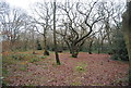 Lesnes Abbey Woods