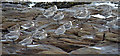 Bar-tailed Godwits (Limosa lapponica)