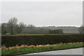 A grey day between Kinoulton and Cropwell Bishop