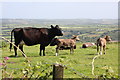 Cow with calves on Carn Marth