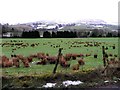 Eden Back, near Plumbridge