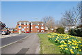 Daffodils in Dock Road