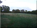 Grazing east of Mareham Lane