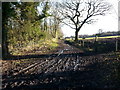 Track at Eltringham showing footpath heading off to Beaumont Wood